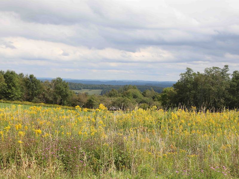 Crops and Farming On Rolling Land, Farm for Sale in New York, 215181