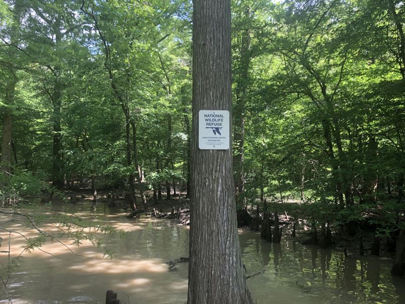 Cache Woods 40 : McCrory : Woodruff County : Arkansas