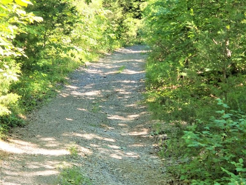 Timber, Wooded, Creek Frontage : Edmonton : Metcalfe County : Kentucky