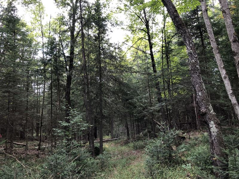 Adirondack Home Or Camp Site : Remsen : Oneida County : New York