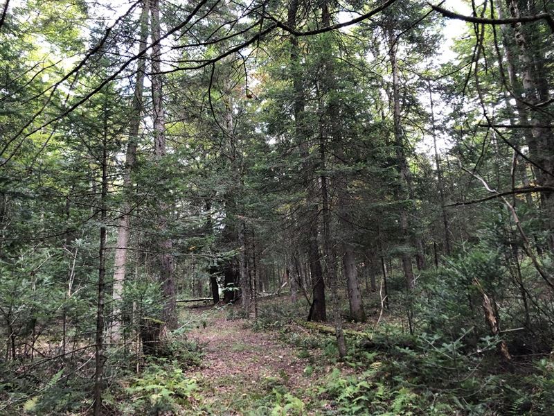 Home Or Camp Site Near Kayuta Lake : Remsen : Oneida County : New York