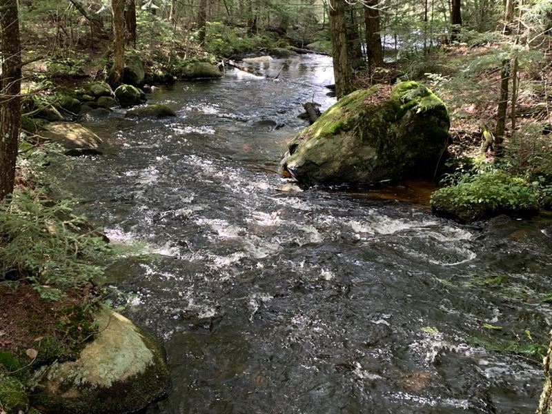 Muskrat Brook and Woodlands : Remsen : Oneida County : New York