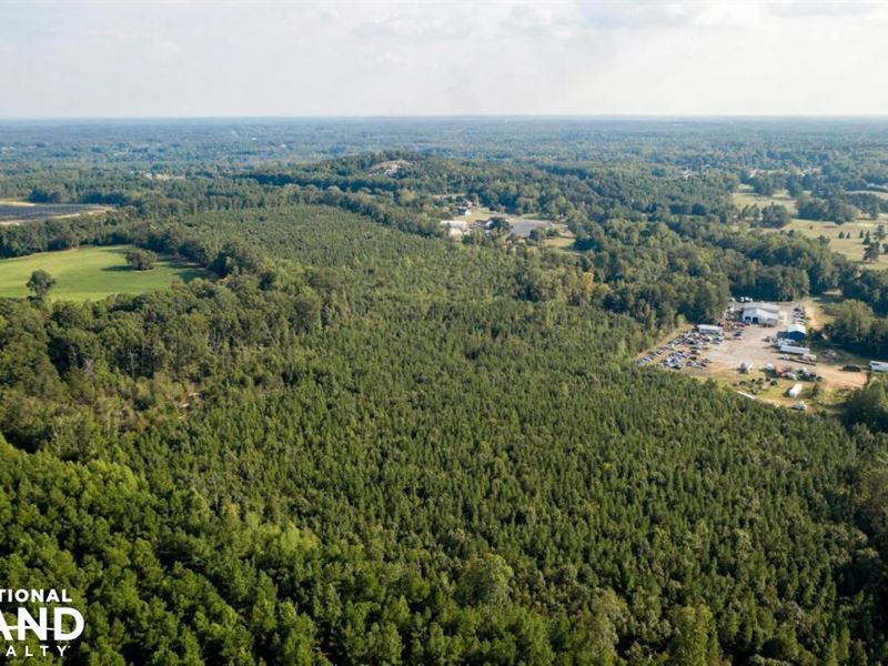 Planted Pines on Hunting or Develop : Salisbury : Rowan County : North Carolina