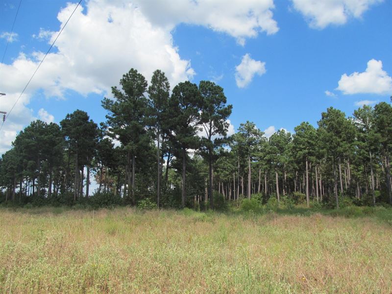 99 Acre Texas Pine Tree Farm, Camp : Pittsburg : Camp County : Texas