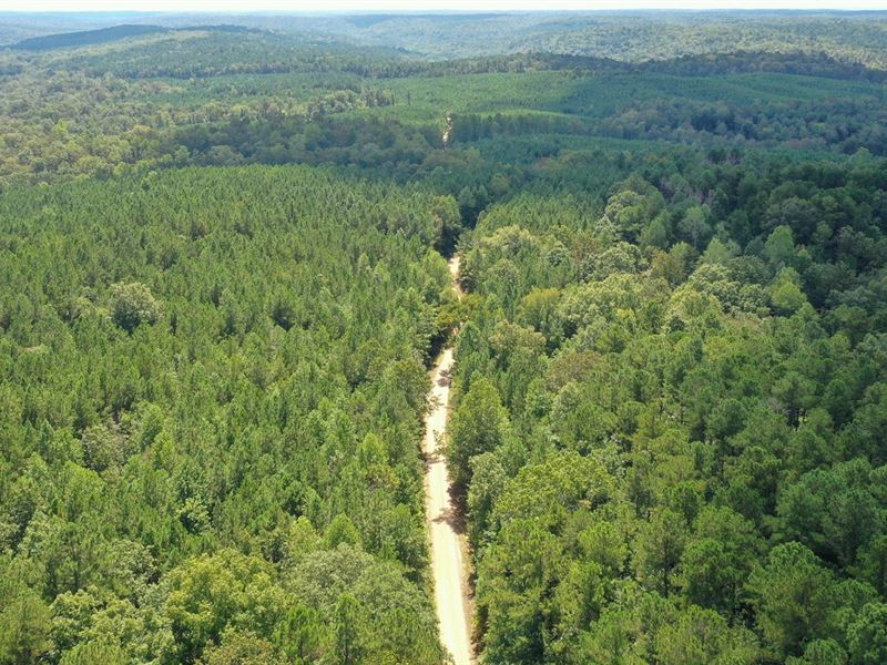 80 AC Hunting/Timberland Tract : Moulton : Lawrence County : Alabama