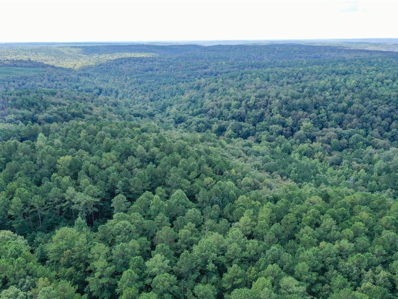 195 Acres Bankhead National Forest : Moulton : Lawrence County : Alabama