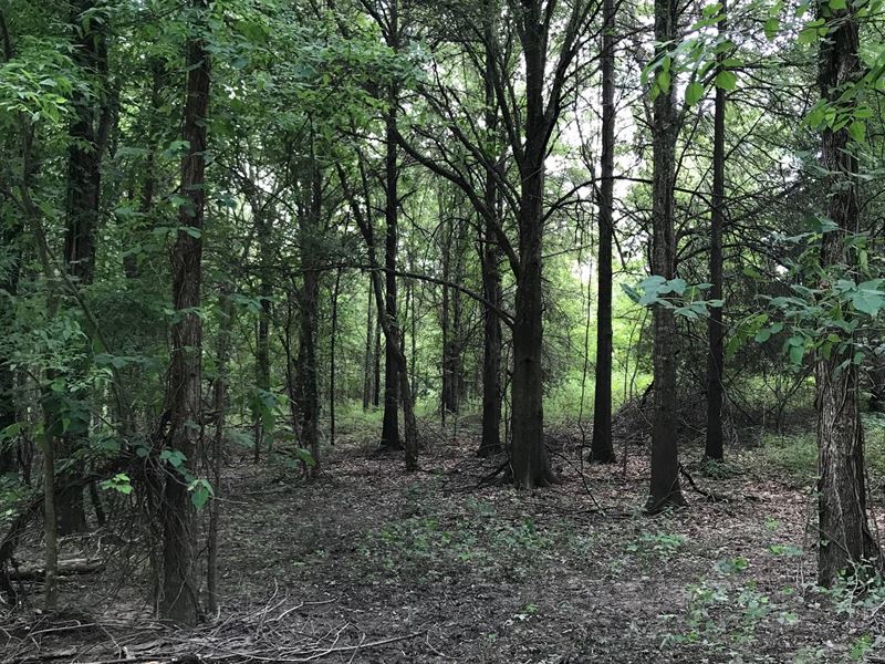 Hunting in Madison Parish, LA : Tallulah : Madison Parish : Louisiana
