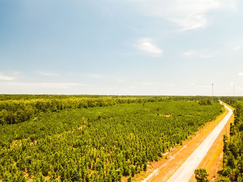 Coastal Pine & Hardwood Plantation Farm for Sale in Darien, McIntosh County, 215860