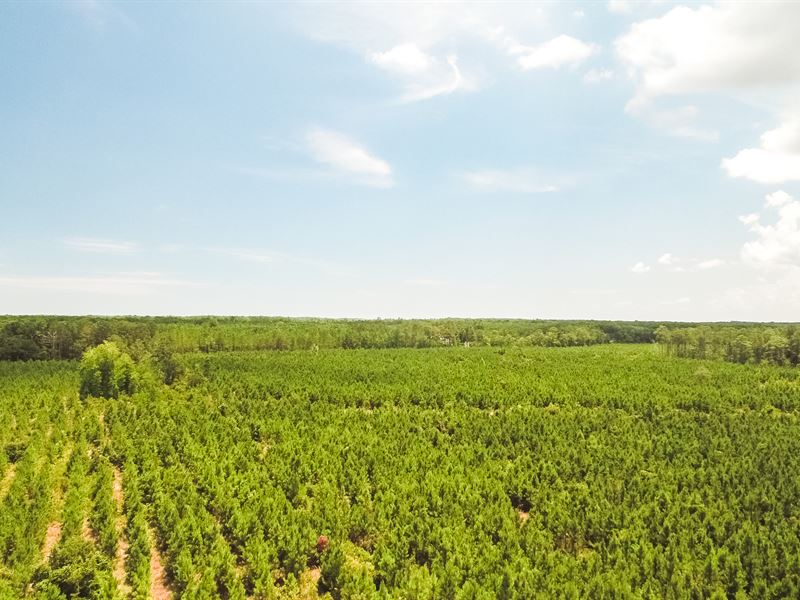 Timber Investment Near Deep Water : Darien : McIntosh County : Georgia