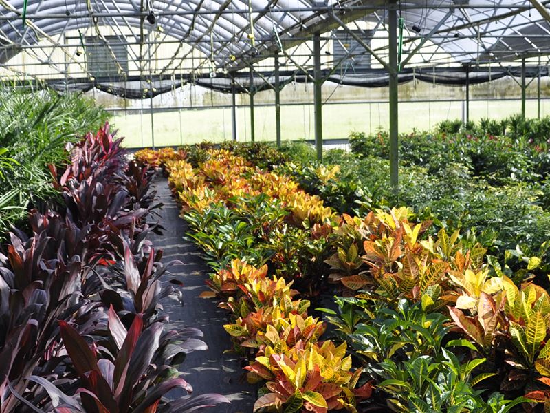 Lake County Foliage Nursery, Farm for Sale in Florida, 216536 FARMFLIP