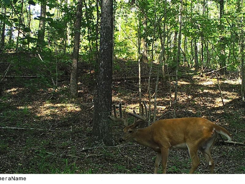 Big Buck Timber Tract, Farm for Sale in 216913 FARMFLIP