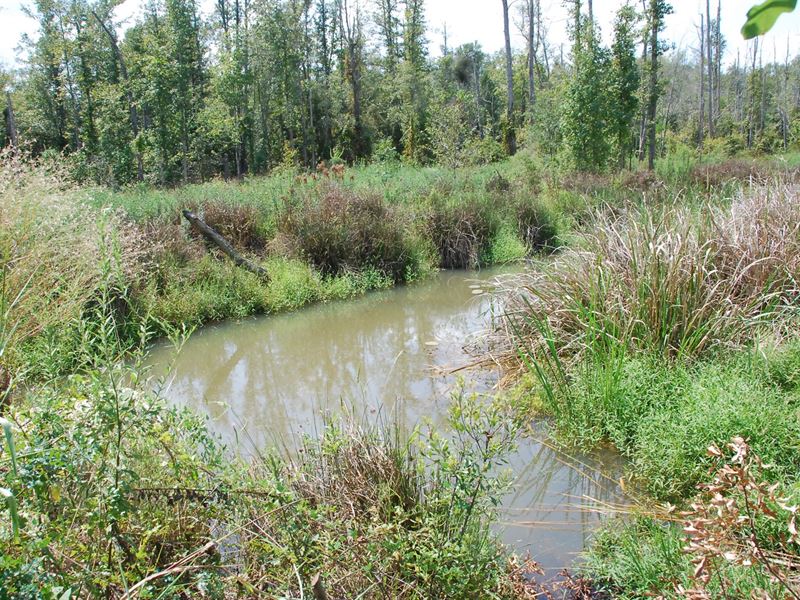 Texas Deer Duck Hunting Land Smith, Farm for Sale in Texas, 216983 FARMFLIP