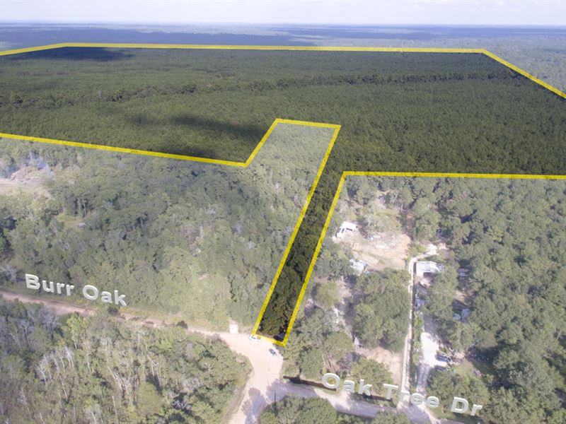 350 Acres Off Oak Forest Blvd : Cleveland : San Jacinto County : Texas