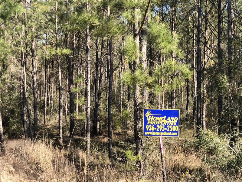27 Acres Cr 62 : Jasper : Jasper County : Texas