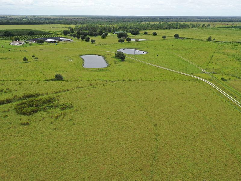 Hardee County Pomegranate Nursery, Farm for Sale in Florida, 217183