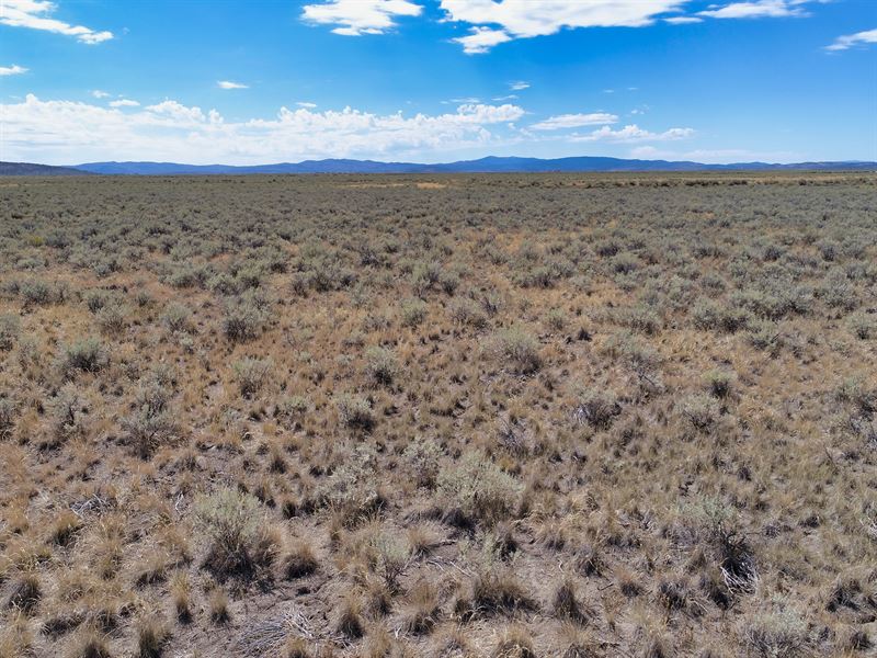 Madeline Valley Hemp Kingdom : Madeline : Lassen County : California