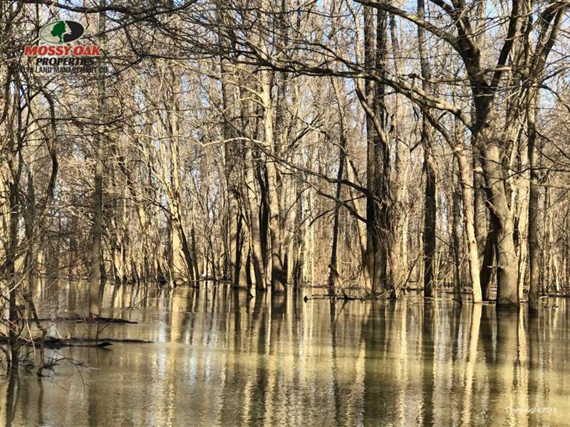 221 Acres Along The White River, Farm for Sale in Arkansas, 217370