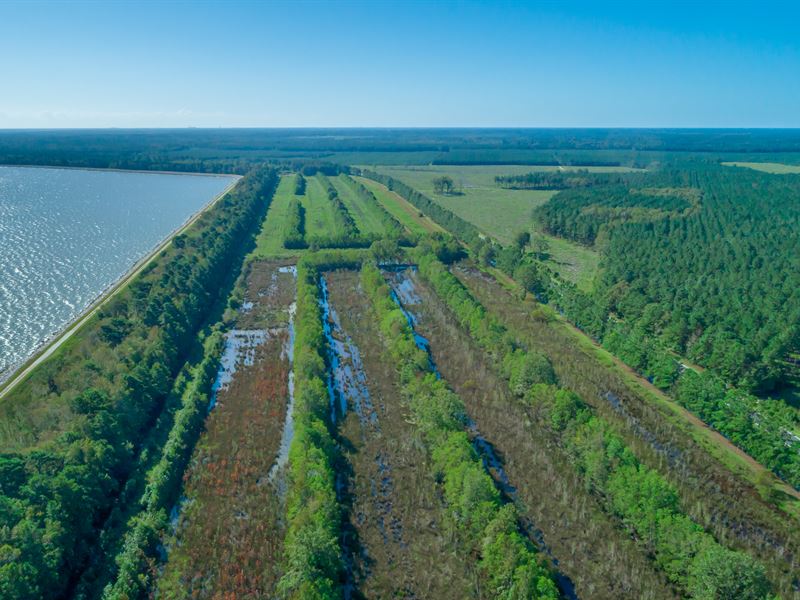 The Crawfish Farm Tract : Moncks Corner : Berkeley County : South Carolina