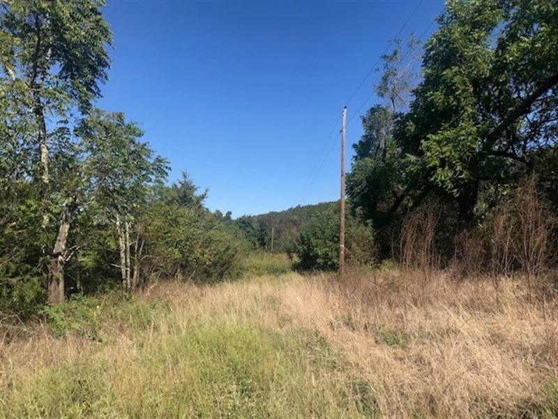 Wooded Acreage in Ozark Mountains : Harrison : Madison County : Arkansas