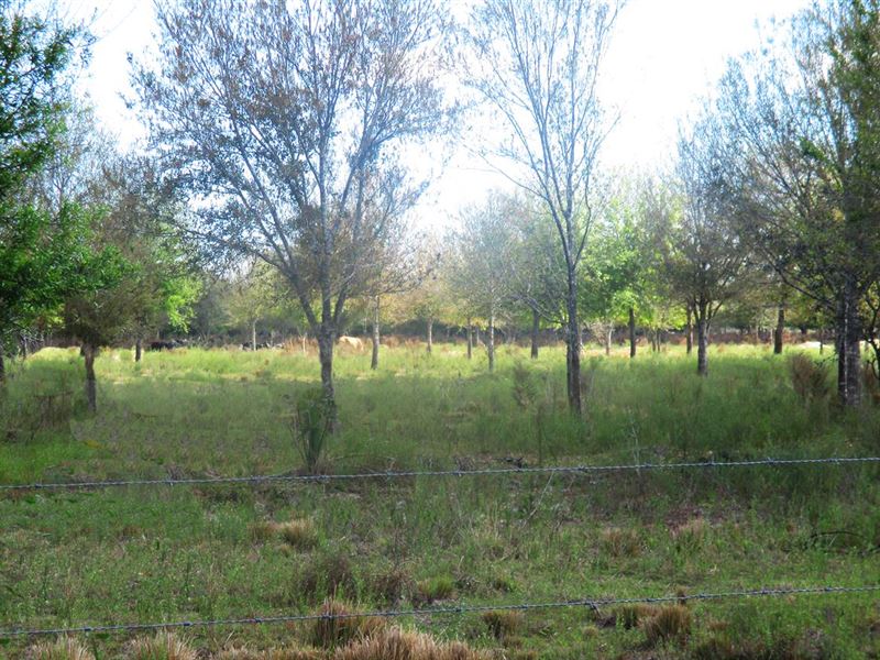 Fenced Pasture with Nice Oak Trees : Fort Pierce : Saint Lucie County : Florida