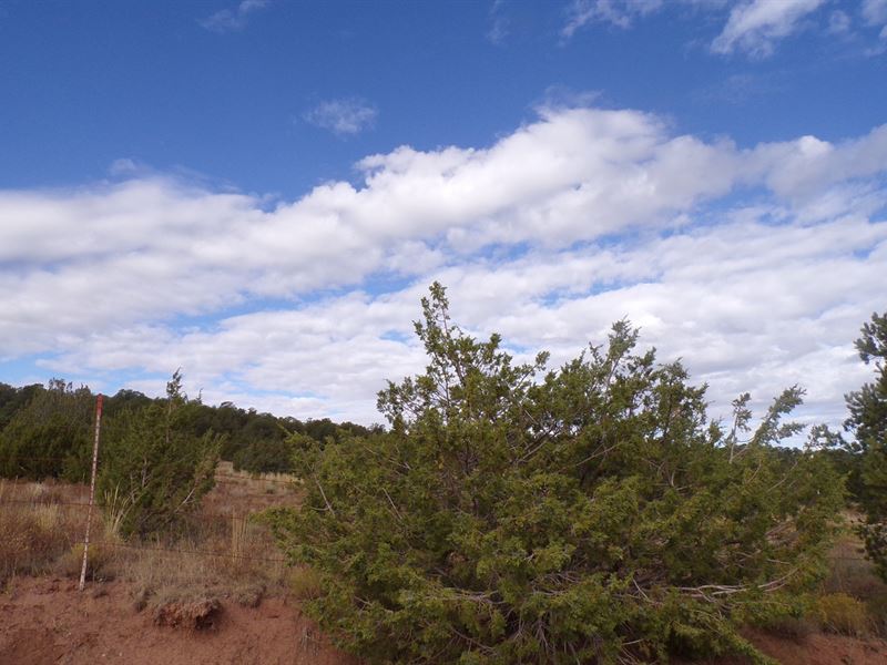 New Mexico Manzano Mountain 10, Farm for Sale in New Mexico, 218467