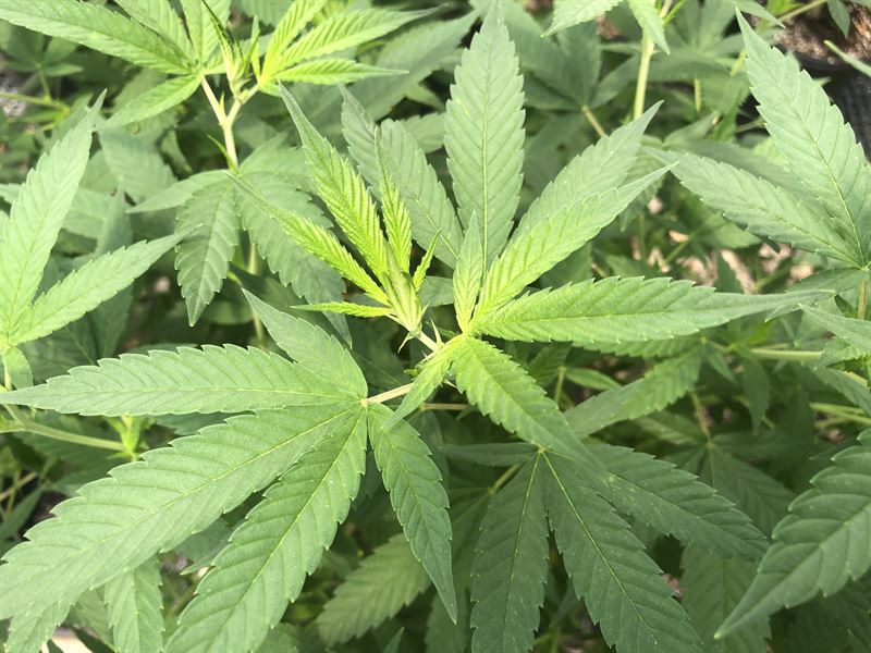 21+ Acre Hemp Farm, Farm for Sale in 218523 FARMFLIP