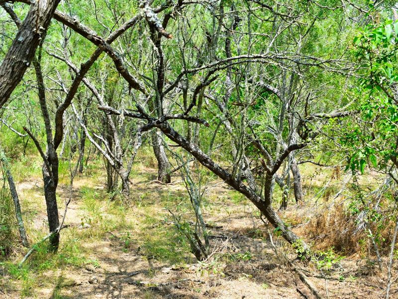 20 Ac Near Austin W/Owner Financing : Lockhart : Caldwell County : Texas