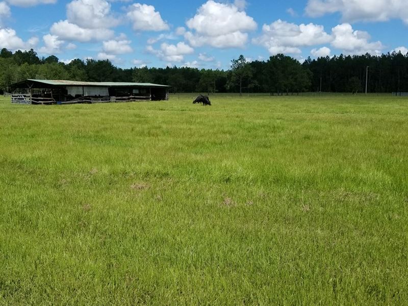 Cattle Ranch, North Central Florida, Farm for Sale in Florida, 218891 FARMFLIP