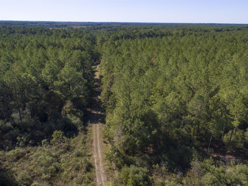 2560 Acres Fm 230 Tract 9 : Trinity : Walker County : Texas