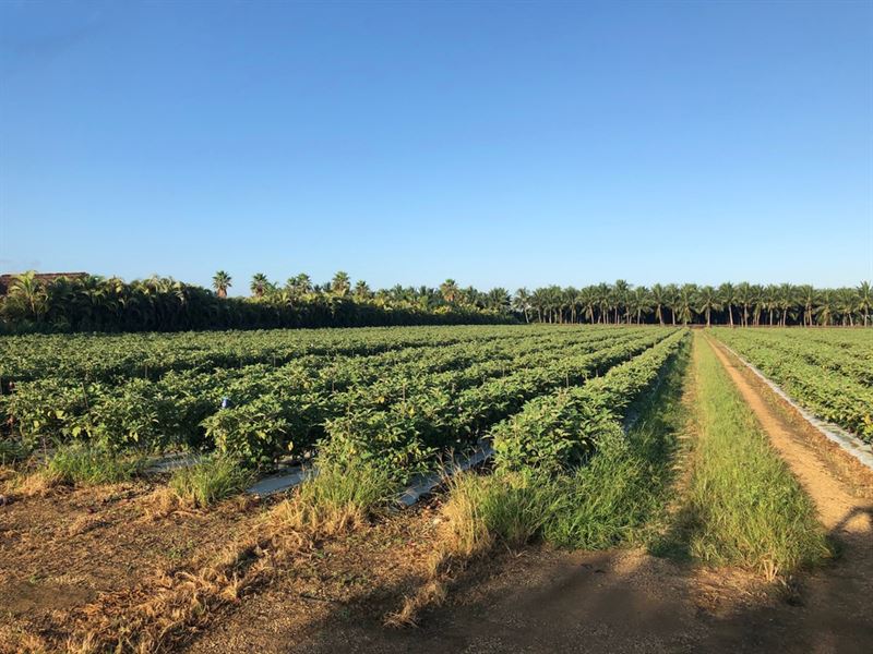 5 Acre Land in Homestead, Fl : Homestead : Miami-Dade County : Florida
