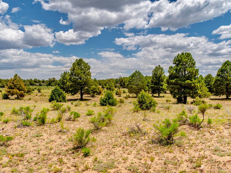 Ranch with Trees & Mountain Views : Ramah : Cibola County : New Mexico
