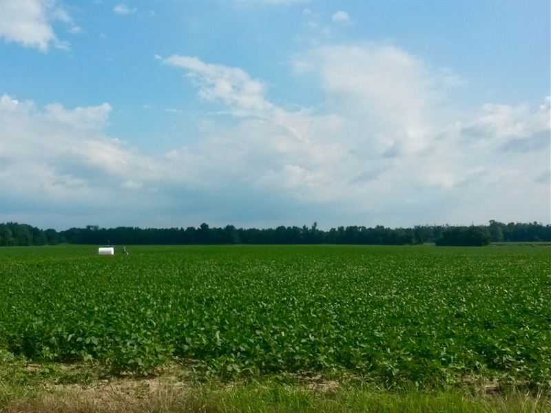 Arkansas Cropland Investment, Farm for Sale in Arkansas, 219628 FARMFLIP