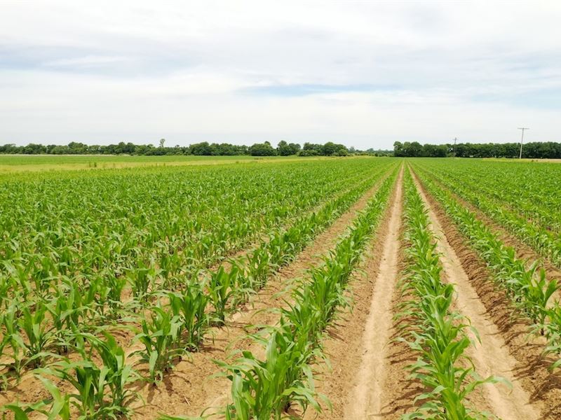 The Homeplace Farm : Blakemore : Lonoke County : Arkansas