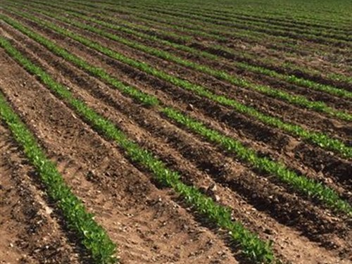 Drip Irrigation Organic Farm : Lovington : Lea County : New Mexico