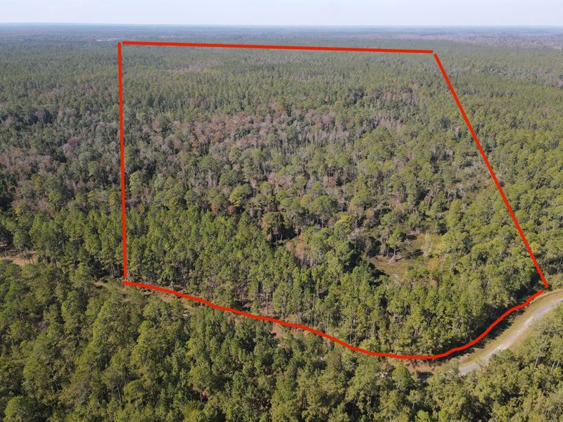 Lot 117 Aucilla Plantation, Farm for Sale in Florida, 220383 FARMFLIP