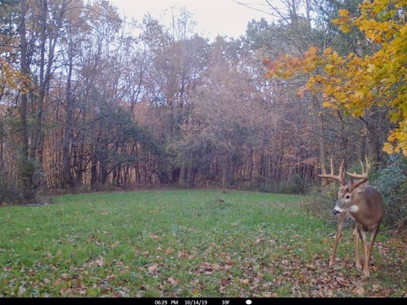 Big Buck Hunting Land Crawford, Farm for Sale in Wisconsin, 221011