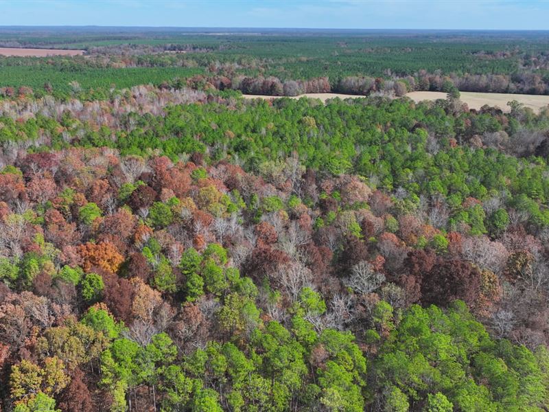 Berry Rd 27.6 Tract : Maben : Webster County : Mississippi
