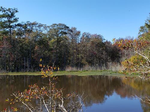 georgia timber land for sale