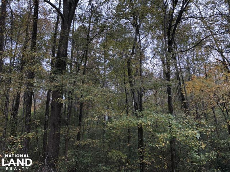 Big Black River Basin Bottomland Ti Farm for Sale in Vaiden, Carroll