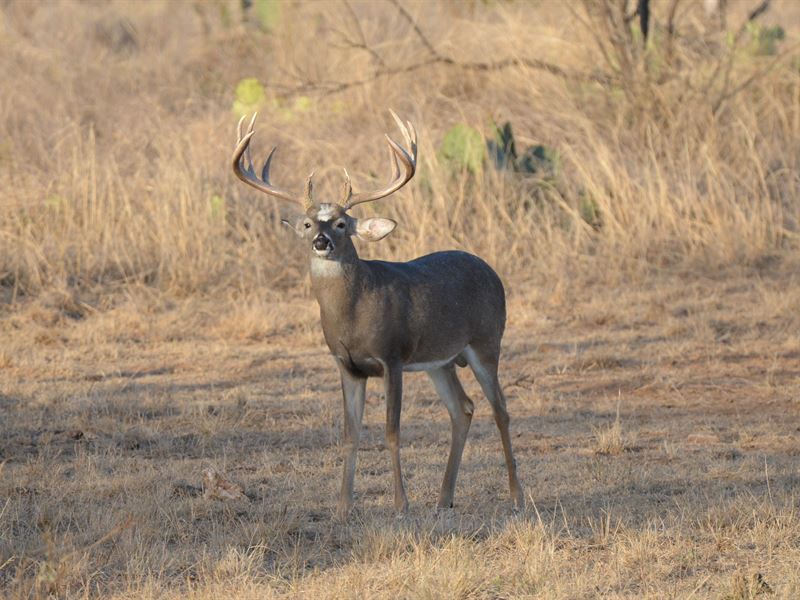 World Class Turnkey Hunting Ranch : San Angelo : Tom Green County : Texas