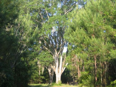 Apalachee Ridge : Sneads : Jackson County : Florida