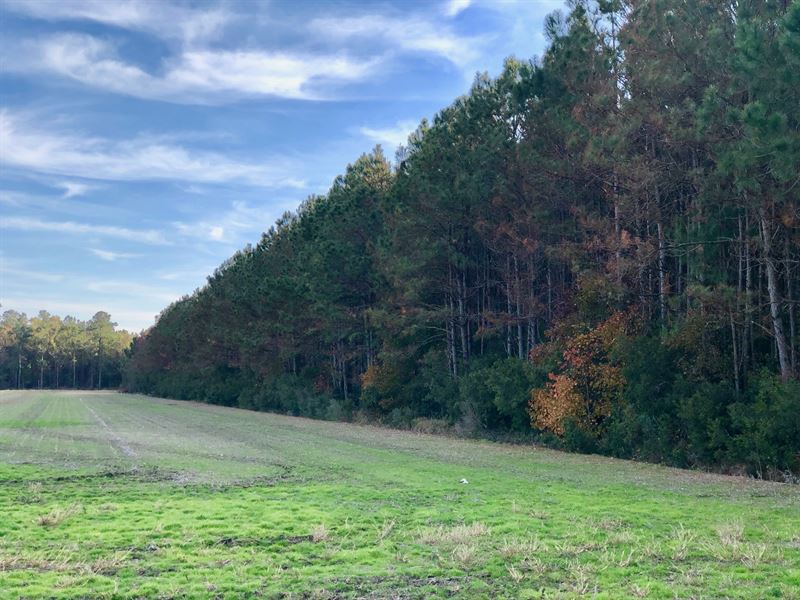 Hunting Tract in Hyde County, NC Farm for Sale in Scranton, Hyde County, North Carolina