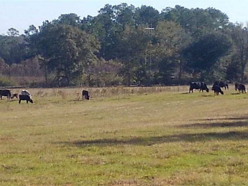 Danford Bay Road Farm, Farm for Sale in Florida, 223216 FARMFLIP