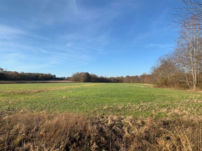 Excellent Hunting Land in TN : Sardis : Decatur County : Tennessee