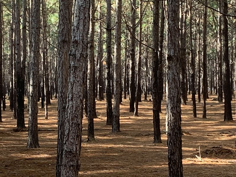 Mini Farm Near Valdosta & I75, Farm for Sale in 224001 FARMFLIP