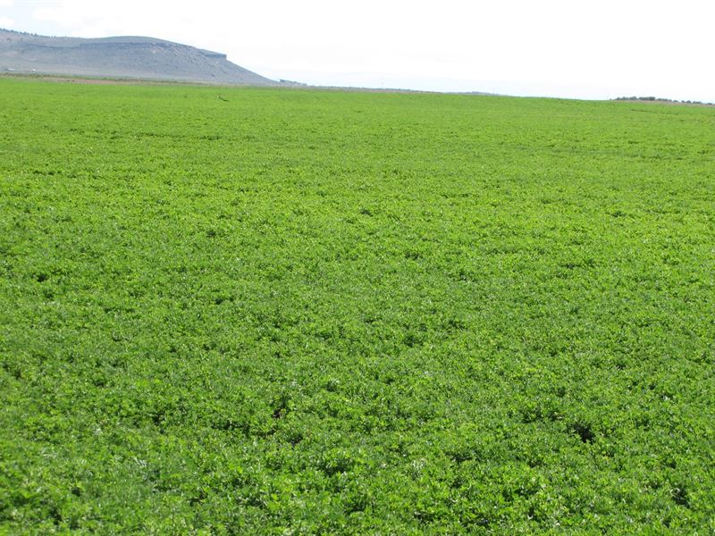 Dog Mountain Farms, Farm for Sale in Oregon, 224075 FARMFLIP