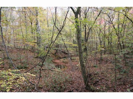 124 Acres Joins Homochitto Forest : Caseyville : Lincoln County : Mississippi