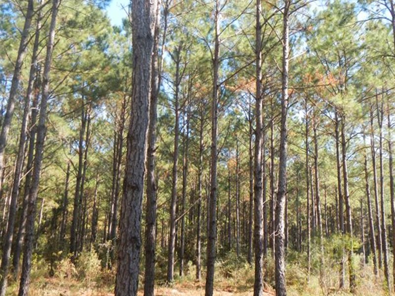 Lusk Timberlands, Bid Sale : Security : Montgomery County : Texas