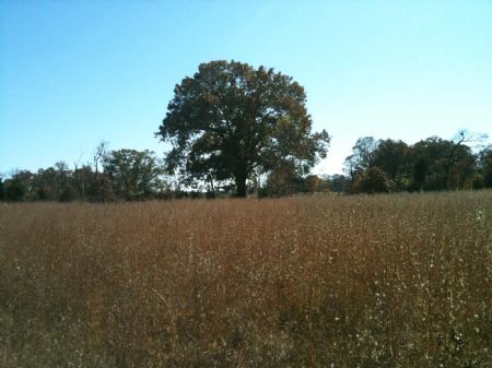 Timber Springs Tract 4.5 : Antlers : Pushmataha County : Oklahoma