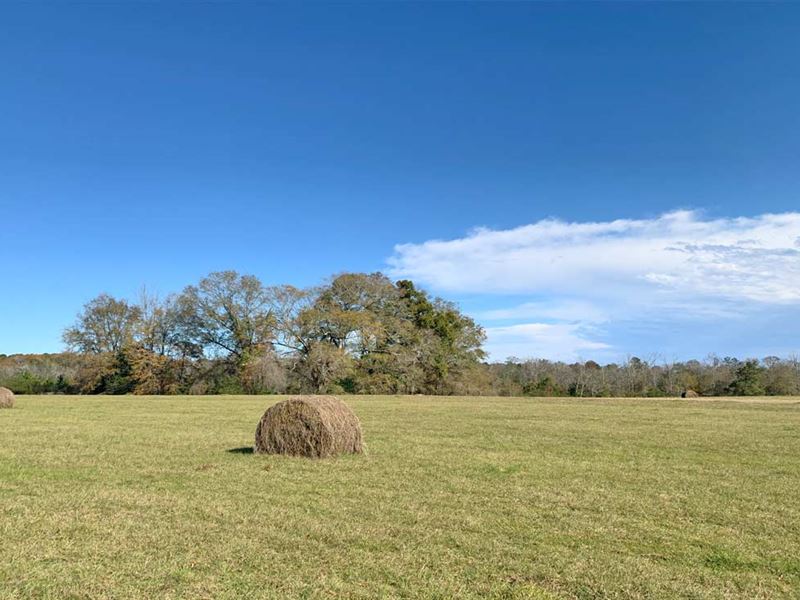 Woods Spur Tract : Brantley : Crenshaw County : Alabama